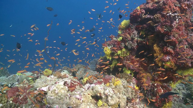 在马尔代夫Baa Atoll，一群鳞鳍鱼(Pseudanthias squamipinnis)，潜水员从岩石后面出现视频素材