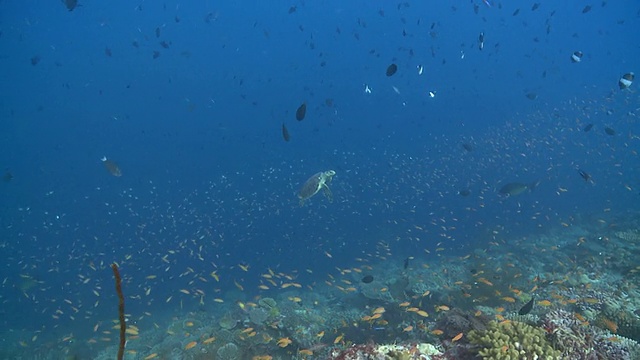 马尔代夫Baa Atoll，玳瑁海龟(Eretmochelys imbricata)游向镜头，周围是礁鱼视频素材