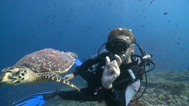 玳瑁海龟(Eretmochelys imbricata)与潜水员互动，Baa Atoll，马尔代夫视频素材