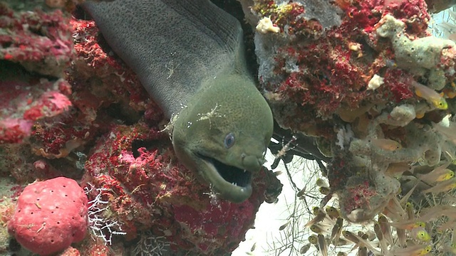 马尔代夫Baa Atoll，巨型海鳗(Gymnothorax javanicus)正在被几只清洁虾(Urocaridella antonbruunii)清洁，周围是一群金色清洁工，Baa Atoll，马尔代夫视频素材