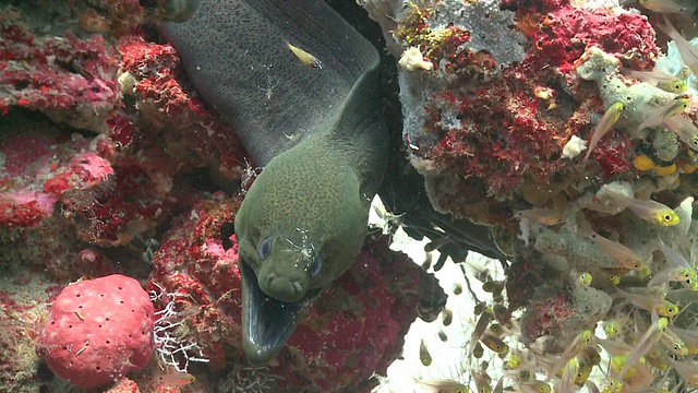 马尔代夫Baa Atoll，巨型海鳗(Gymnothorax javanicus)正在被几只清洁虾(Urocaridella antonbruunii)清洁，周围是一群金色清洁工，Baa Atoll，马尔代夫视频素材