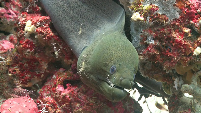 马尔代夫Baa Atoll，巨型海鳗(Gymnothorax javanicus)正在被几只清洁虾(Urocaridella antonbruunii)清洁，周围是一群金色清洁工，Baa Atoll，马尔代夫视频素材