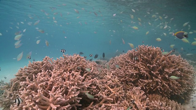 马尔代夫的Baa Atoll，有鱼群的人工礁视频素材