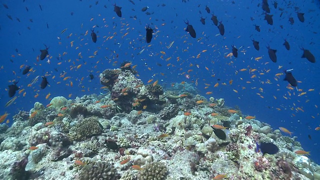 在马尔代夫Baa Atoll，追踪红齿鲷(Odonus niger)、角鳞鳍鱼(Scalefin Anthias)和蓝纹清洁濑鱼(Labroides dimidiatus)的鱼群到黑鞍珊瑚石斑鱼视频素材