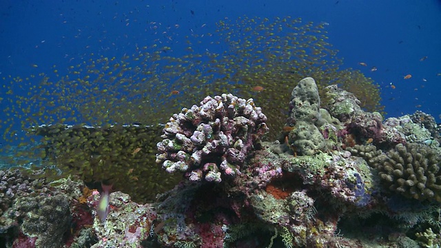 马尔代夫Baa Atoll的一种金色清扫器(Parapriacanthus ransonneti)，与若干角鳞鳞花(Pseudanthias squamipinnis)视频素材