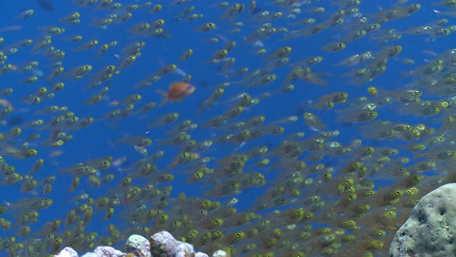 马尔代夫Baa Atoll的一种金色清扫器(Parapriacanthus ransonneti)，与若干角鳞鳞花(Pseudanthias squamipinnis)视频素材