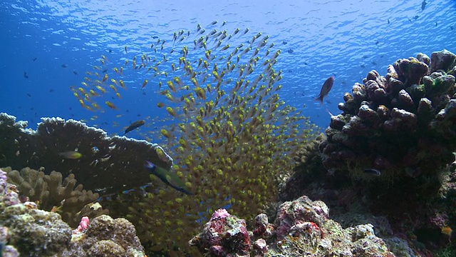 马尔代夫Baa Atoll，金色扫鲷(Parapriacanthus ransonneti)与清洁濑鱼(Labroides dimidiatus)，红嘴石斑鱼(Aethaloperca rogaa)从扫鲷鱼群后面游过视频素材