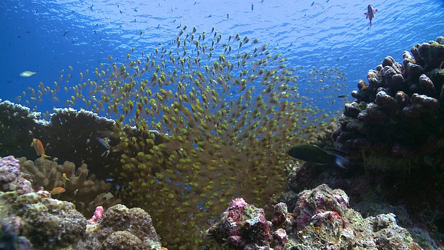 马尔代夫Baa Atoll的金色清洁工鱼(Parapriacanthus ransonneti)和清洁濑鱼(Labroides dimidiatus)视频素材