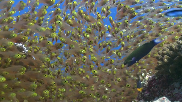 马尔代夫Baa Atoll的金色清洁工鱼(Parapriacanthus ransonneti)和清洁濑鱼(Labroides dimidiatus)视频素材