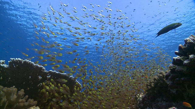 马尔代夫Baa Atoll的金色清洁工鱼(Parapriacanthus ransonneti)和清洁濑鱼(Labroides dimidiatus)视频素材