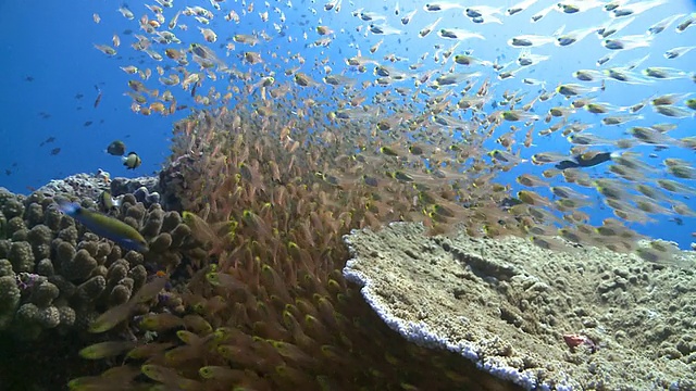 成群的金色清扫鱼(Parapriacanthus ransonneti)和其他礁鱼，Baa Atoll，马尔代夫视频素材