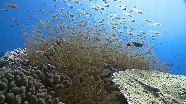 成群的金色清扫鱼(Parapriacanthus ransonneti)和其他礁鱼，Baa Atoll，马尔代夫视频素材