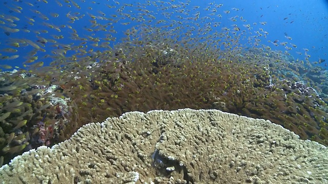 学校的黄金清扫(Parapriacanthus ransonneti)， Baa环礁，马尔代夫视频素材