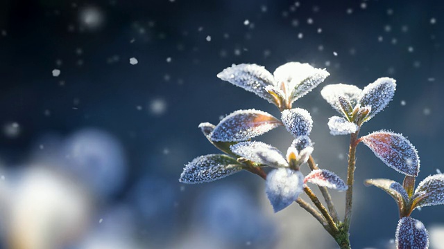 雪的风景视频素材