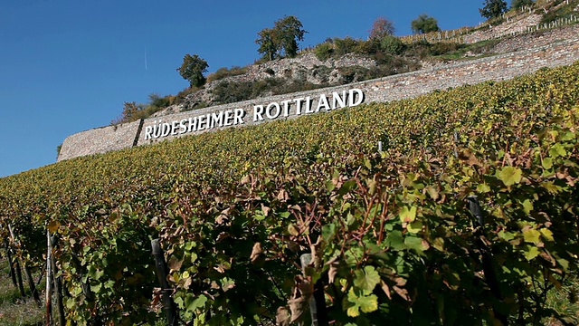 MS View of vineyards / RÃ¼desheim, Hesse，德国视频素材