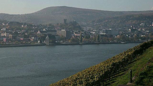 MS View of vineyards near river / RÃ¼desheim, Hesse，德国视频素材