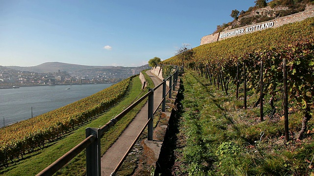 葡萄园景观/ RÃ¼desheim，黑森，德国视频素材