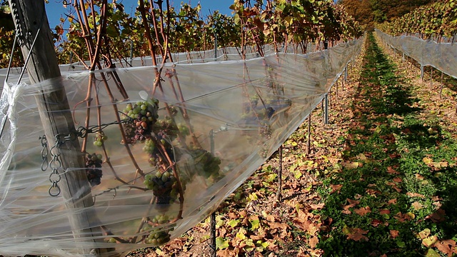 MS View of grapes in vineyard / RÃ¼desheim, Hesse, Germany视频素材