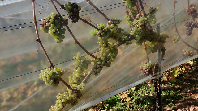 MS View of grapes in vineyard / RÃ¼desheim, Hesse, Germany视频素材