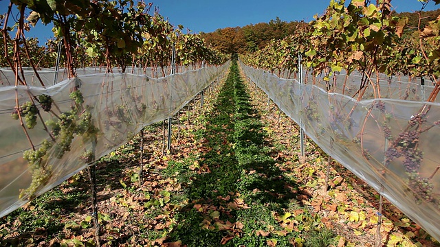 MS View of grapes in vineyard / RÃ¼desheim, Hesse, Germany视频素材