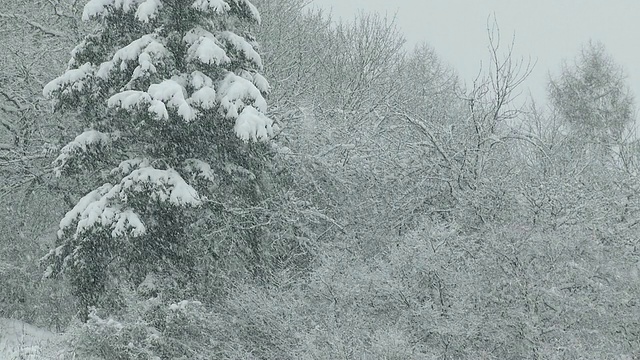 WS视图大雪/萨尔堡，莱茵兰-普法尔茨，德国视频素材