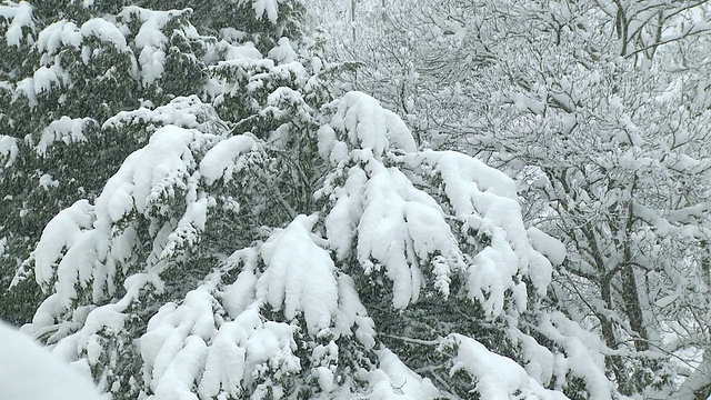 树上大雪/萨尔堡，莱茵兰-普法尔茨，德国视频素材