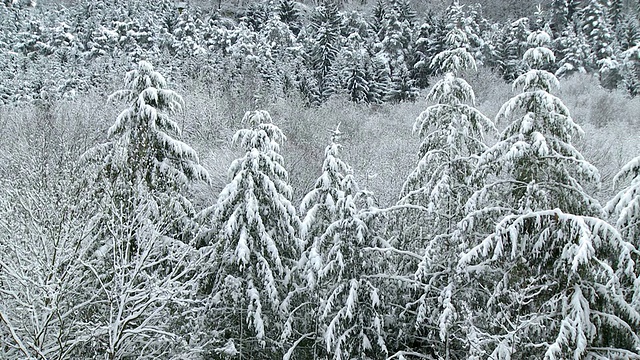 冬季森林景观中大雪/德国莱茵兰-普法尔茨萨尔堡视频素材