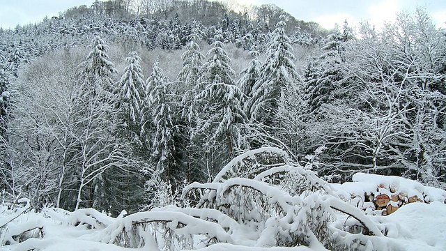 冬季森林景观中大雪/德国莱茵兰-普法尔茨萨尔堡视频素材