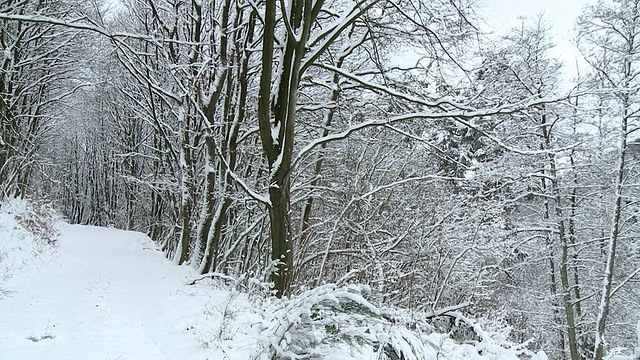 冬季森林景观中大雪/德国莱茵兰-普法尔茨萨尔堡视频素材