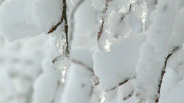 大雪覆盖树枝/萨尔堡，莱茵兰-普法尔茨，德国视频素材