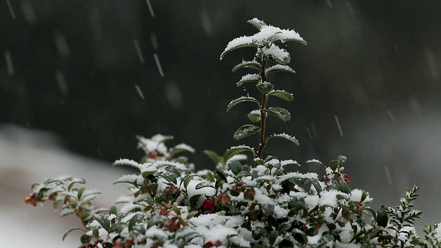 冬天下雪时小树上的雪/德国莱茵兰-普法尔茨萨尔堡视频素材