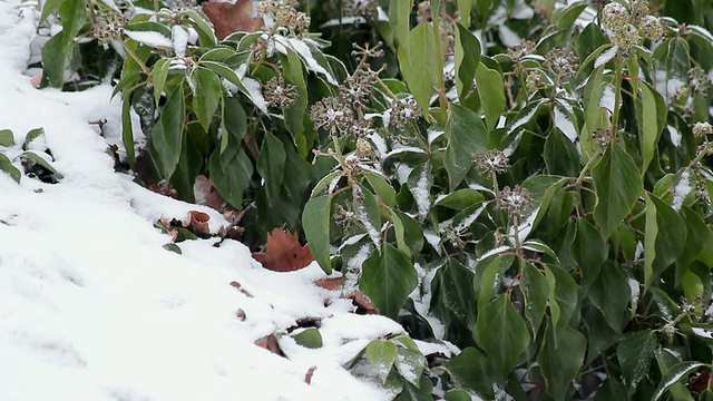 MS雪景/萨尔堡，莱茵兰-普法尔茨，德国视频素材