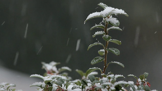 冬天下雪时，一棵小树上的雪/德国莱茵兰-普法尔茨萨尔堡视频素材