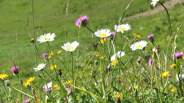 MS Flowers在fellhorn / Oberstdorf，德国巴伐利亚视频素材