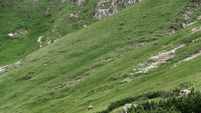 在德国巴伐利亚州nebelhorn / Oberstdorf, WS Chamois吃草视频素材