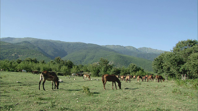 WS PAN马群漫游和放牧/ Kerkini, Serres，希腊视频素材