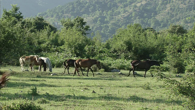 一群马在漫步和放牧/ Kerkini, Serres，希腊视频素材