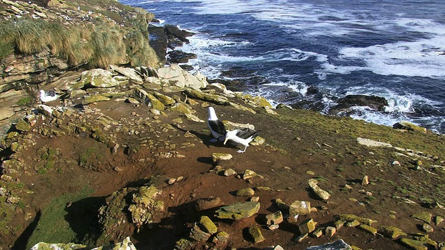 英国海外领地福克兰群岛桑德斯岛附近，信天翁降落在山坡上，嘴撞碎视频素材