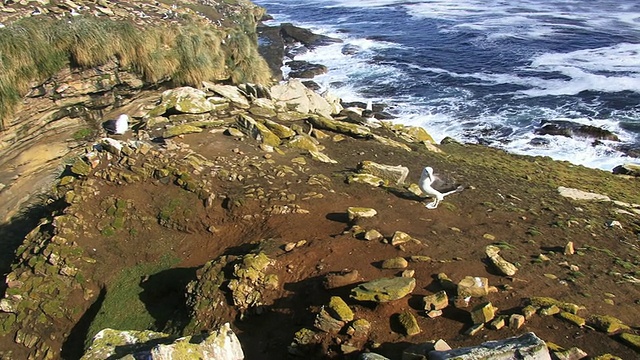 英国海外领地福克兰群岛桑德斯岛附近的山坡上栖息的信天翁视频素材