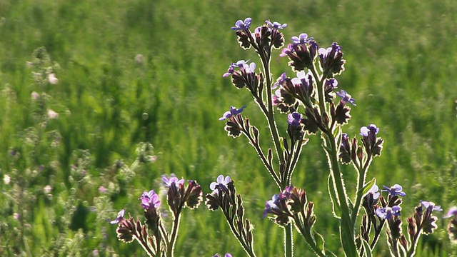 西班牙Mallorco Baleric岛的野花/ Pollenca视频素材