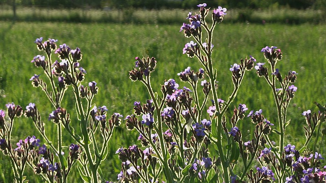 西班牙Mallorco Baleric岛的野花/ Pollenca视频素材