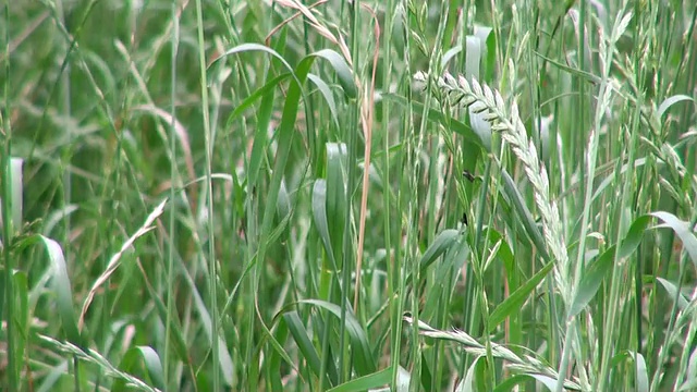 德国莱茵兰-普法尔茨的草田视频素材