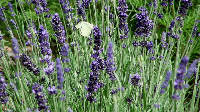 MS Farm of lavandulaÂ angustifolia / Serrig，德国莱茵兰-普法尔茨视频素材