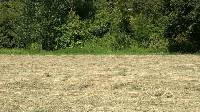 MS Shot of hay / Serrig，莱茵兰-普法尔茨，德国视频素材