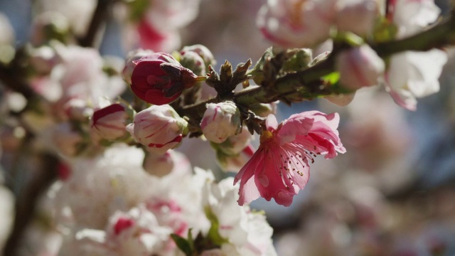 观赏日本东京公园里罕见的红色樱花视频素材