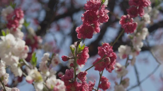 日本东京，公园里罕见的红色樱花视频素材