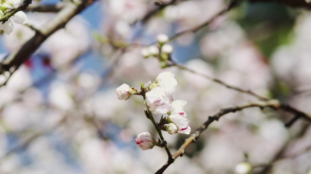 日本东京，公园里罕见的红色樱花视频素材