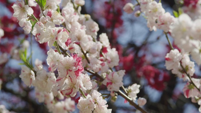 日本东京，公园里罕见的红色樱花视频素材