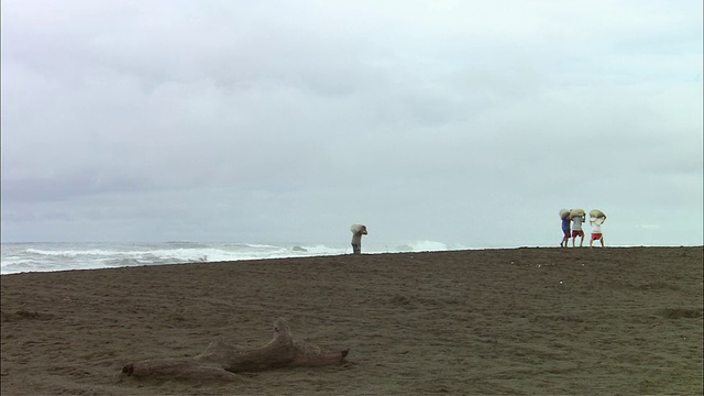 在哥斯达黎加瓜纳卡斯特的Ostional海滩上，海龟蛋猎人在拖蛋视频素材