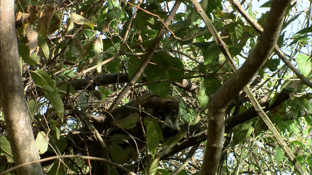 Coatimundi爬在树上/哥斯达黎加瓜纳卡斯特视频素材